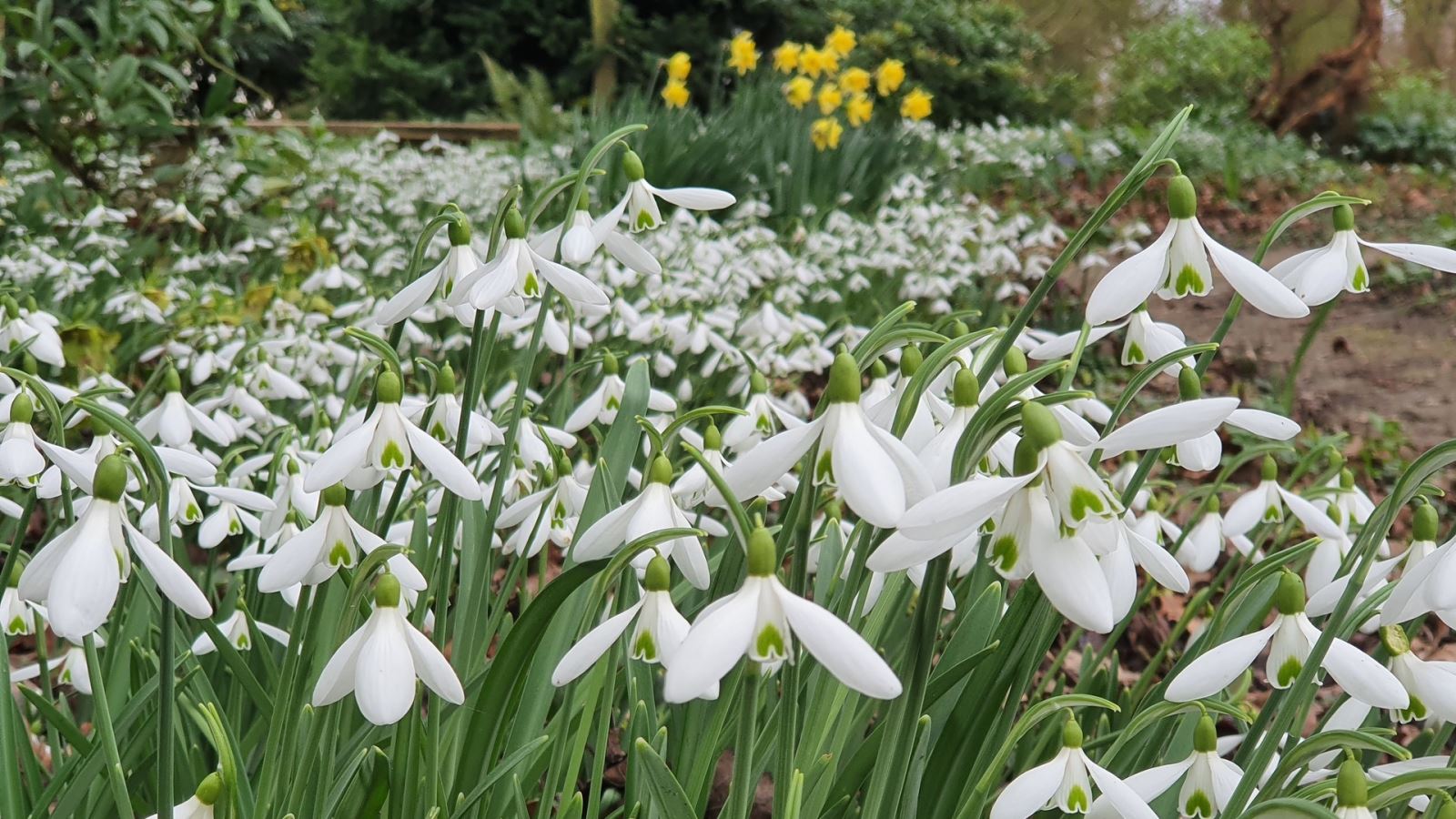 Snowdrops at Beth Chatto Gardens, Essex 